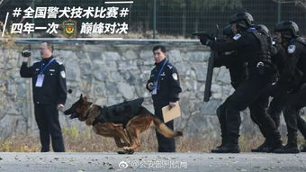 贴创可贴警犬走红网友被一只狗帅到了,这是男子汉的勋章