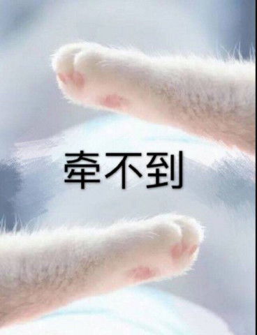 情侣猫爪套路游戏表情包,点赞不到一分钟,他给我发消息了