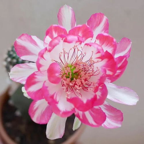 美醉了的仙人球球花欣赏