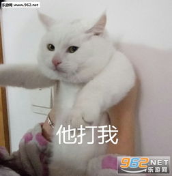 看什么看智障表情包宝宝有小情绪了可爱猫表情包下载乐游网游戏下载