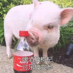 年轻人的朋克养生,和老年人养生还差100000g枸杞