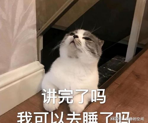 了解猫的肢体语言,秒懂猫心,你get了吗