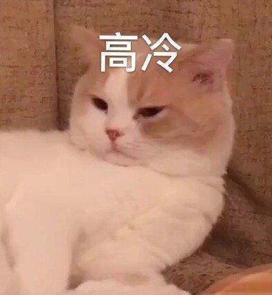 猫咪表情包合集我就是馋你的身子