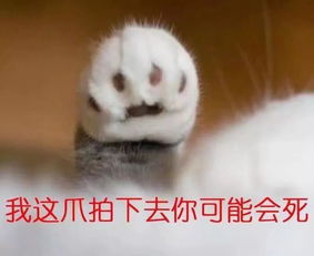 可爱猫猫斗图表情