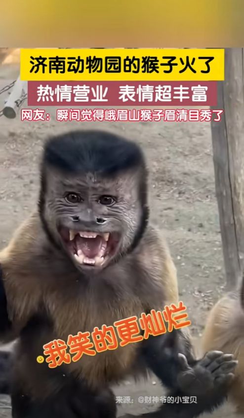笑不活了济南动物园的猴子表情管理超强,网友它们好像牛爷爷