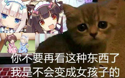 快给我变表情包走红,来分享一只我超喜欢的猫娘