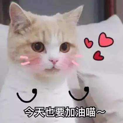 萌系表情包搞笑的小猫咪成为了表情包