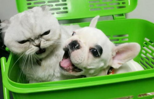 狗狗扭头要和旁边的猫咪亲热,喵星人一脸恶心,这小表情太亮了