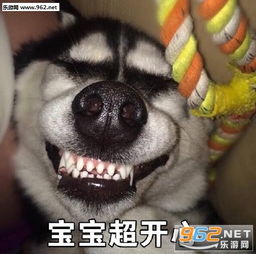你再说一遍试试哈士奇威胁表情包代表太阳温暖你哈士奇蠢萌表情包下载乐游网游戏下载