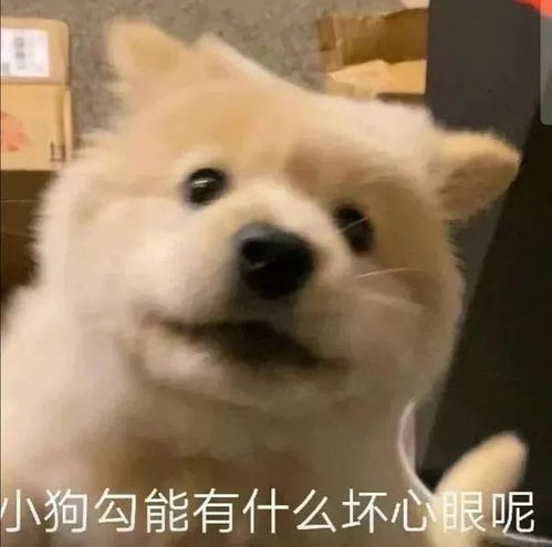 哈哈大笑表情包动图恶犬