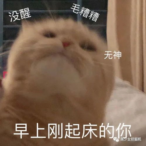 头像表情包大户,全网萌宠顶流,每天都有百万明星粉丝催更