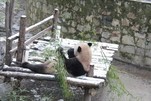 又萌又逗请收下这组来自上海动物园的雪天表情包