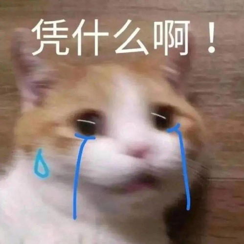 凭什么我还不够可怜吗丨第171期喵表情
