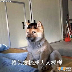 战八方傻狗表情包将头发梳成大人模样狗狗表情包下载乐游网游戏下载