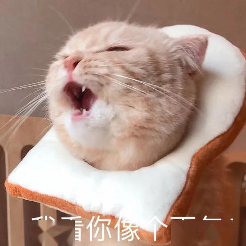 这些表情包送给假期长胖的你们