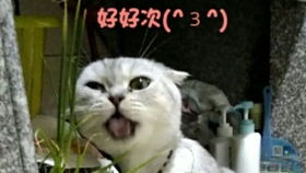 幻想神域恐高禁地中级