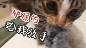 去接小猫咯,贪食猫那么容易就被收买了,今天开始你就是我的喵啦
