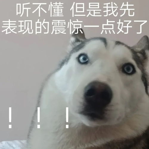 学雅思气氛组行为大赏