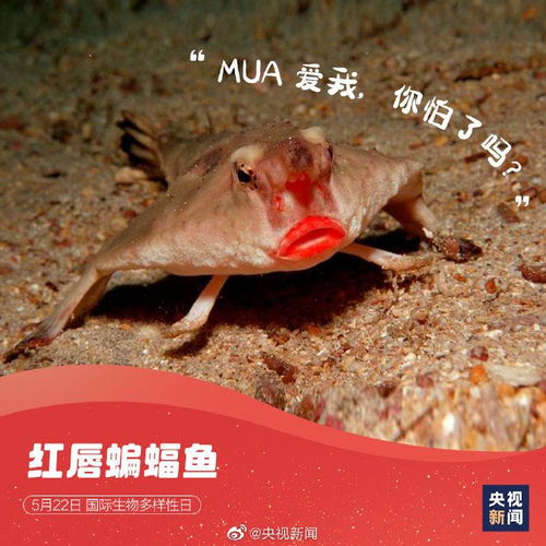 国际生物多样性日,请查收这些神奇动物表情包