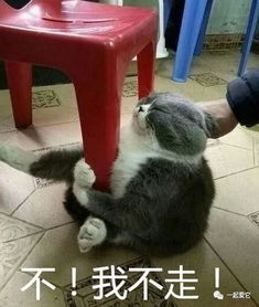 宠趣喵星人应该是自然界占有欲最强的小可爱了吧喵是我的都别碰