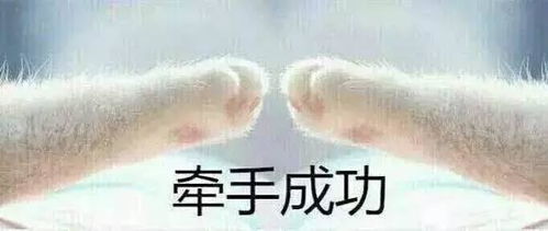 求猫咪牵手表情包的