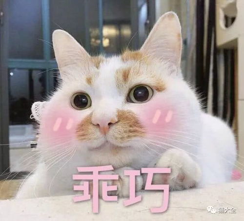 表情想把它扔了,又想就这样陪它过一辈子养猫后6个笑里带泪的瞬间表情