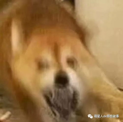 快加入豪华模糊头表情包系列