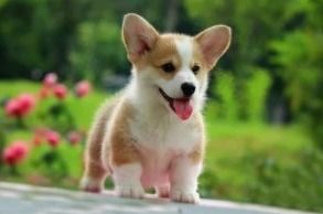 图成都哪里出售柯基犬成都柯基犬多少钱成都宠物狗