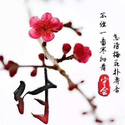 适合中年女梅头像