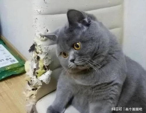 蓝猫跌落神坛,退出宠物圈的原因,太真实了