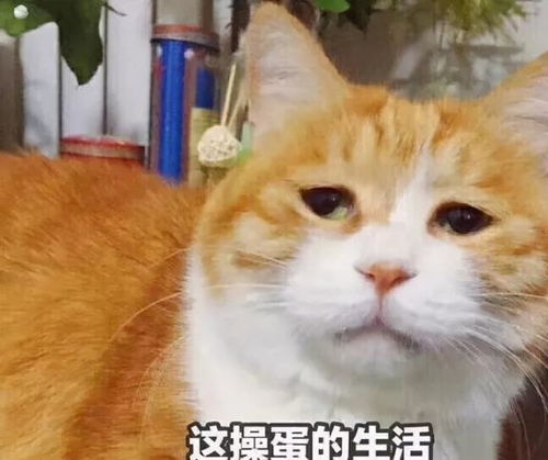 怎样下载有趣的表情包养猫