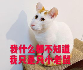 lol历史上最火的梗是什么世界聚焦于你,辣个男人必须有姓名