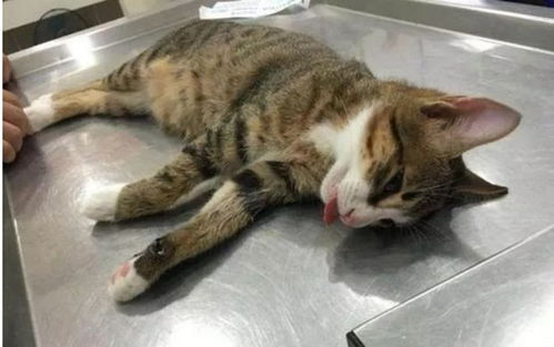 医生给猫咪做绝育手术,猫咪一脸生无可恋,主人称表情太难忘