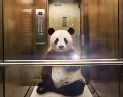 这个国家,自拍死亡率全球第一