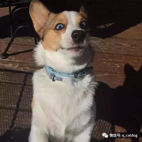 狗狗把屁放到你脸上是一种怎样的体验