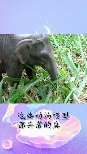 小伙疯狂迷恋动物,以至于做了它们的手办