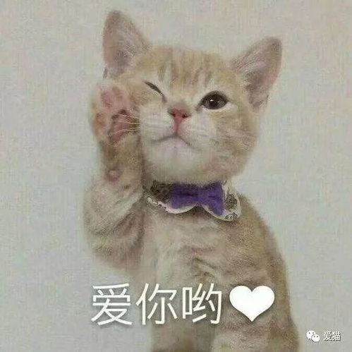 妈妈不能用猫做微信头像