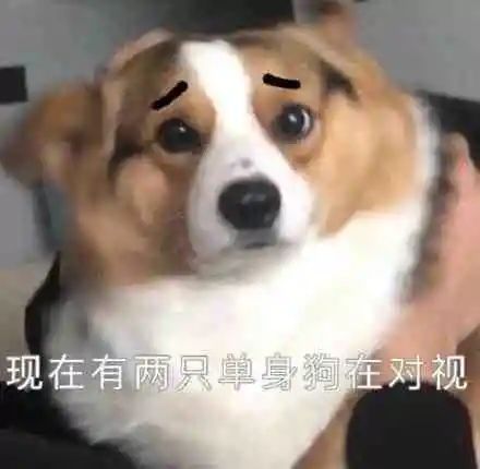 幽默表情包聊天微信可爱的我