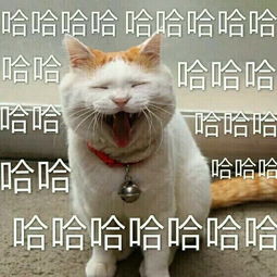 猫咪木哈哈哈哈哈表情包