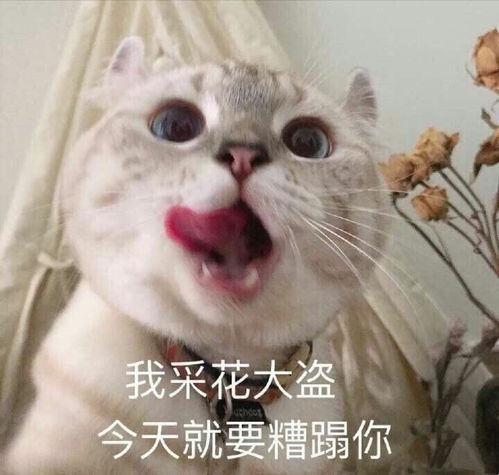 记录自己甜甜的543天