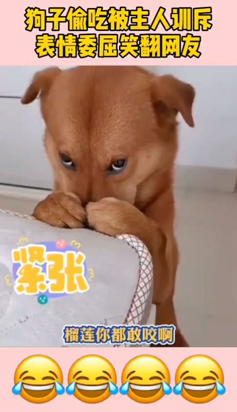 狗子偷吃被主人训斥,表情委屈笑翻网友