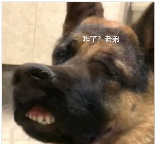 回家发现德牧不大对,喊一声后笑喷跟二哈混出息了