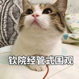 助力大芦村旅游资源开发调研团