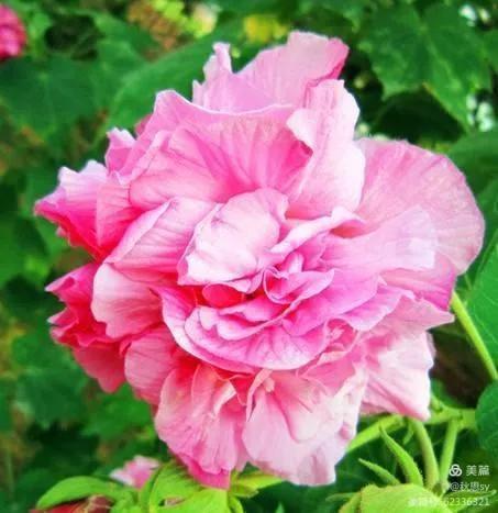 原创七律百花吟三