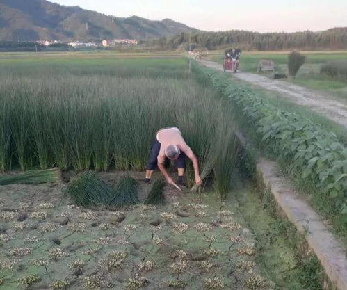 江西80后农民工回农村,带1000留守妇女卖灯芯草,人均赚4万一年