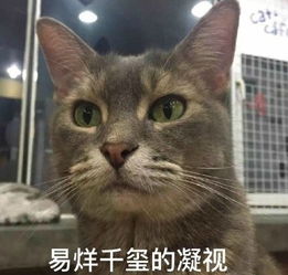 一大票神撞脸版表情包陆续上线啦