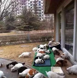 萌宠人人爱,明星也不例外张馨予养蜥蜴,她后院都是流浪猫