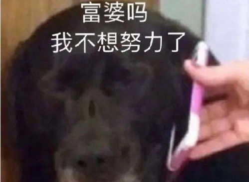 第48期汪表情扔个垃圾,楼下大爷非要我给他发狗表情