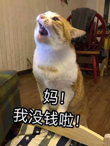 妈,我喊你为什么不理我......妈妈的回应好搞笑
