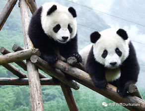 关晓彤长腿熊猫表情包小熊猫